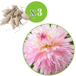3 Dahlias cactus dentelle Nadia Ruth - Des fleurs qui font sensation