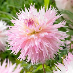 3 Dahlias cactus dentelle Nadia Ruth - Des fleurs qui font sensation