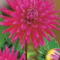 8 Dahlias cactus en mélange - Explosion de couleurs tout l'été