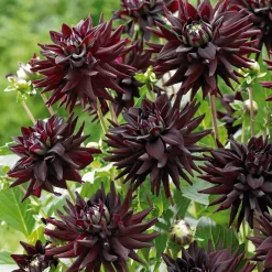 8 Dahlias cactus en mélange - Explosion de couleurs tout l'été