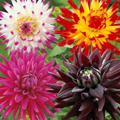 8 Dahlias cactus en mélange - Explosion de couleurs tout l'été