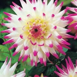 3 Dahlias cactus Haley Jane - Des fleurs XXL tout l'été