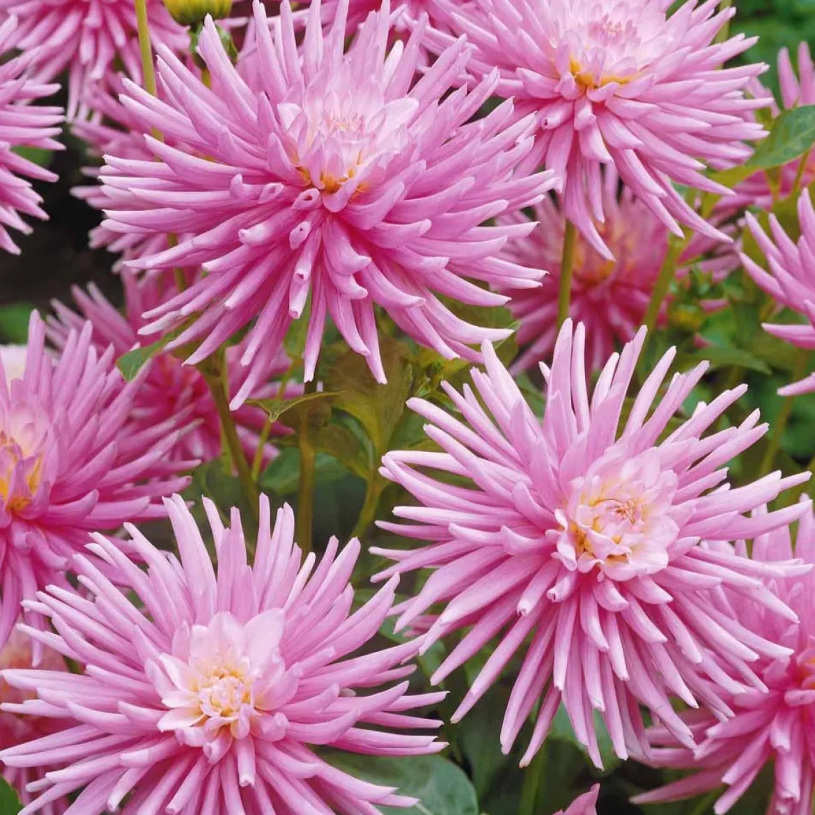 3 Dahlias cactus nain Park Princess - Bouquets roses tout l'été
