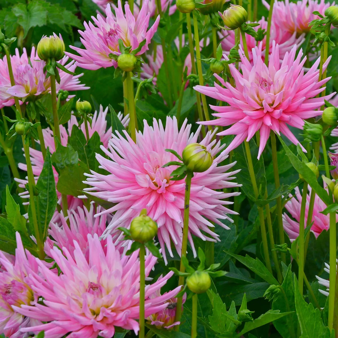 3 Dahlias cactus nain Park Princess - Bouquets roses tout l'été