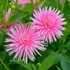 3 Dahlias cactus nain Park Princess - Bouquets roses tout l'été