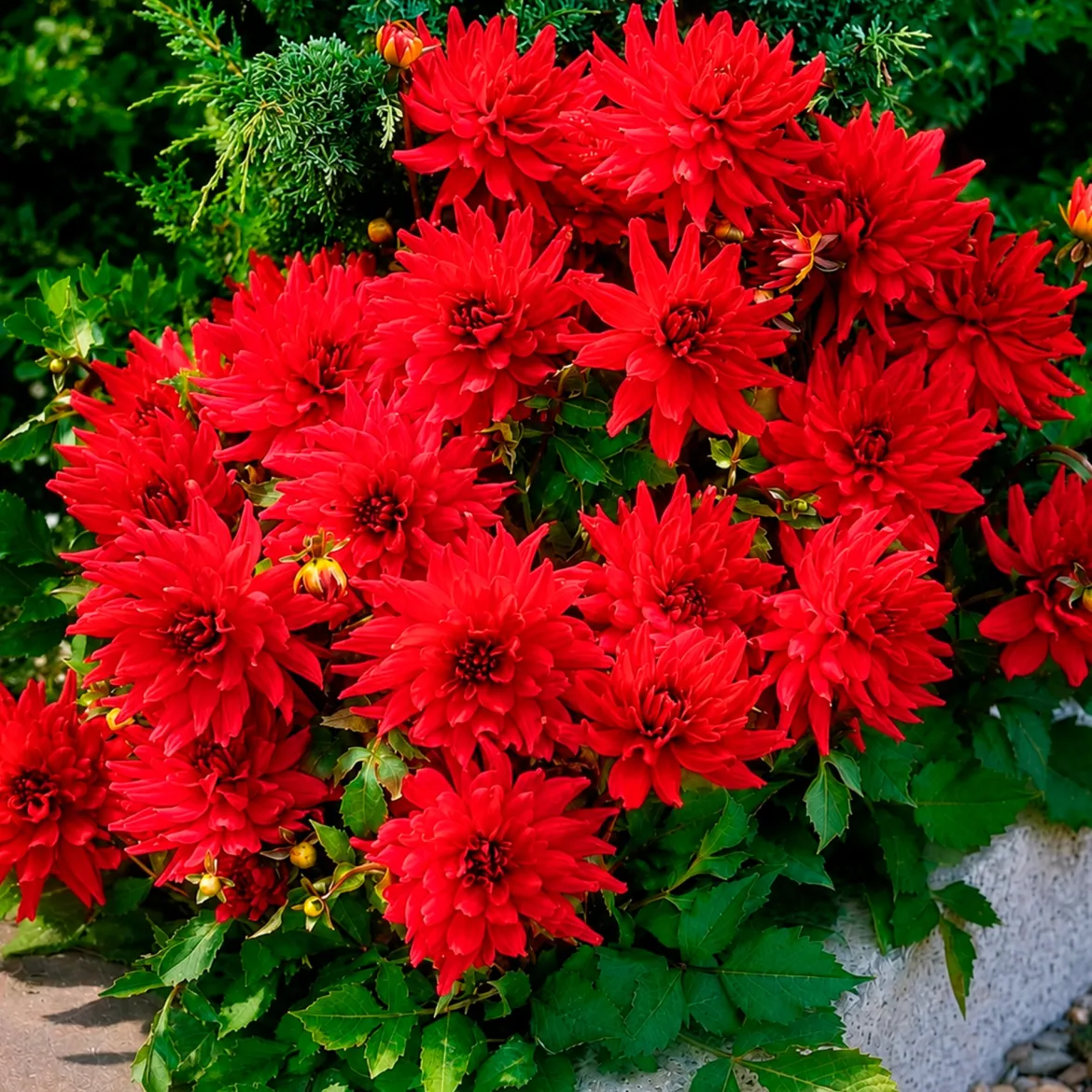 3 Dahlias cactus nain Red Pigmy - Rouge éclatant tout l'été