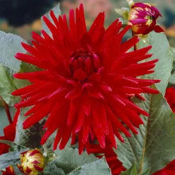 3 Dahlias cactus nain Red Pigmy - Rouge éclatant tout l'été
