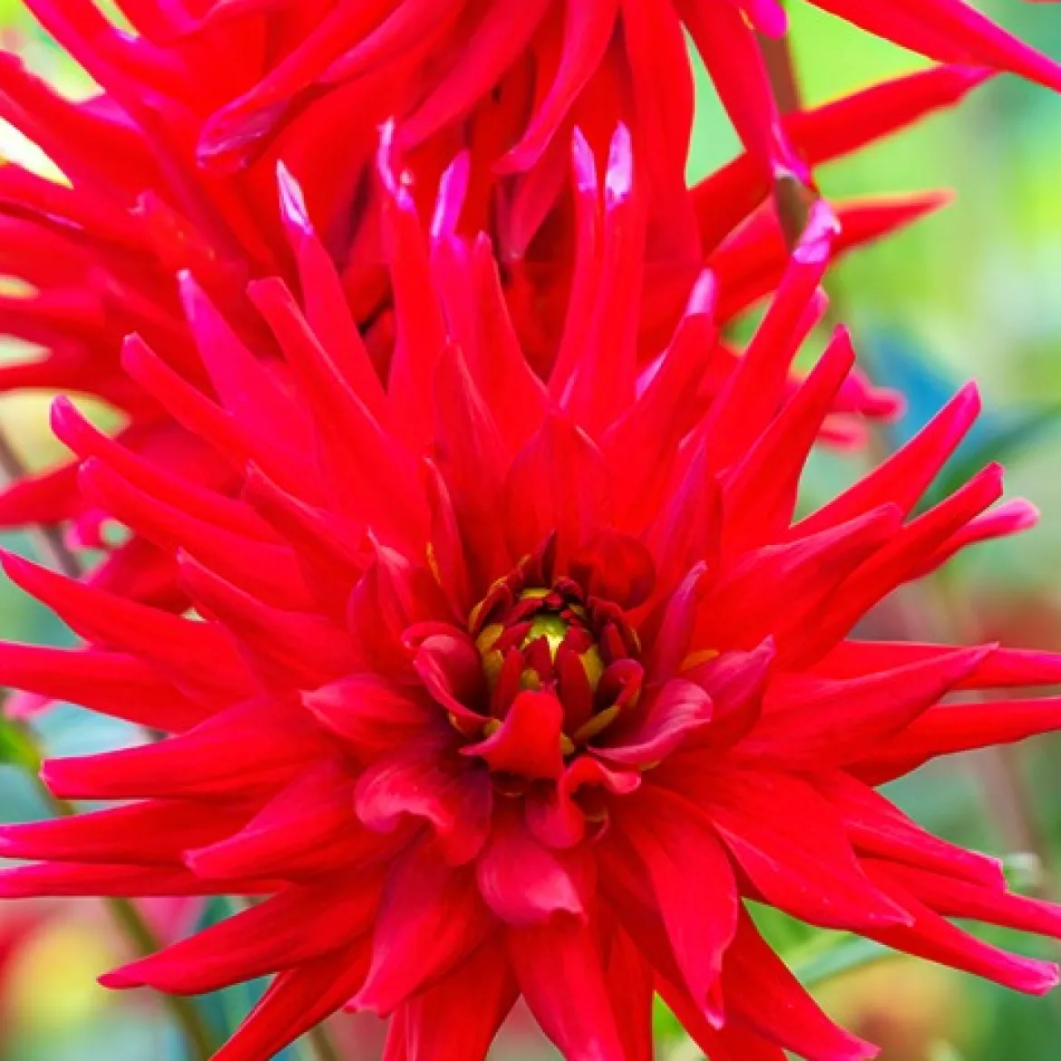 3 Dahlias cactus nain Red Pigmy - Rouge éclatant tout l'été