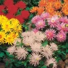 5 Dahlias cactus nains en mélange - Des fleurs XXL tout l'été