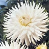 3 Dahlias cactus nain White Happiness - Fleurs blanches tout l'été
