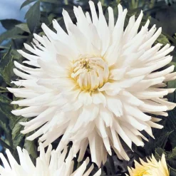3 Dahlias cactus nain White Happiness - Fleurs blanches tout l'été