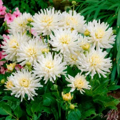 3 Dahlias cactus nain White Happiness - Fleurs blanches tout l'été