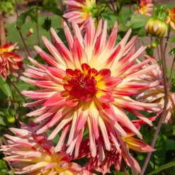 3 Dahlias cactus Oiseau de Feu - Un feu d'artifice au jardin
