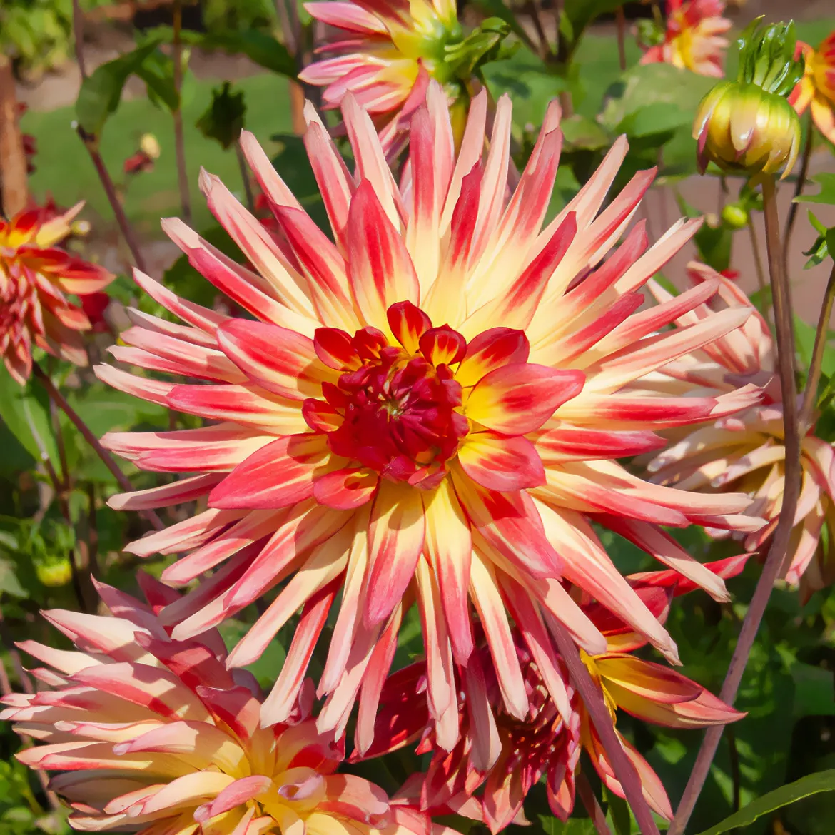 3 Dahlias cactus Oiseau de Feu - Un feu d'artifice au jardin