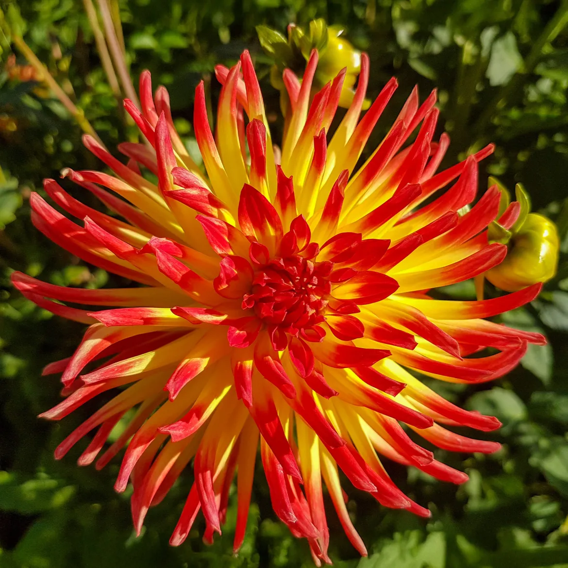 3 Dahlias cactus Oiseau de Feu - Un feu d'artifice au jardin
