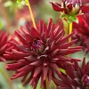3 Dahlias cactus presque noir Tamburo - Le noir qui fait sensation