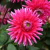 3 Dahlias cactus Purple Gem - Bouquets fuchsia tout l'été