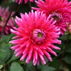 3 Dahlias cactus Purple Gem - Bouquets fuchsia tout l'été