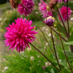 3 Dahlias cactus Purple Gem - Bouquets fuchsia tout l'été