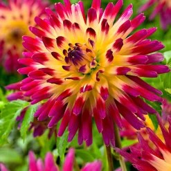 3 Dahlias cactus Tahiti Sunrise - Un coucher de soleil au jardin