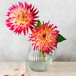 3 Dahlias cactus Tahiti Sunrise - Un coucher de soleil au jardin