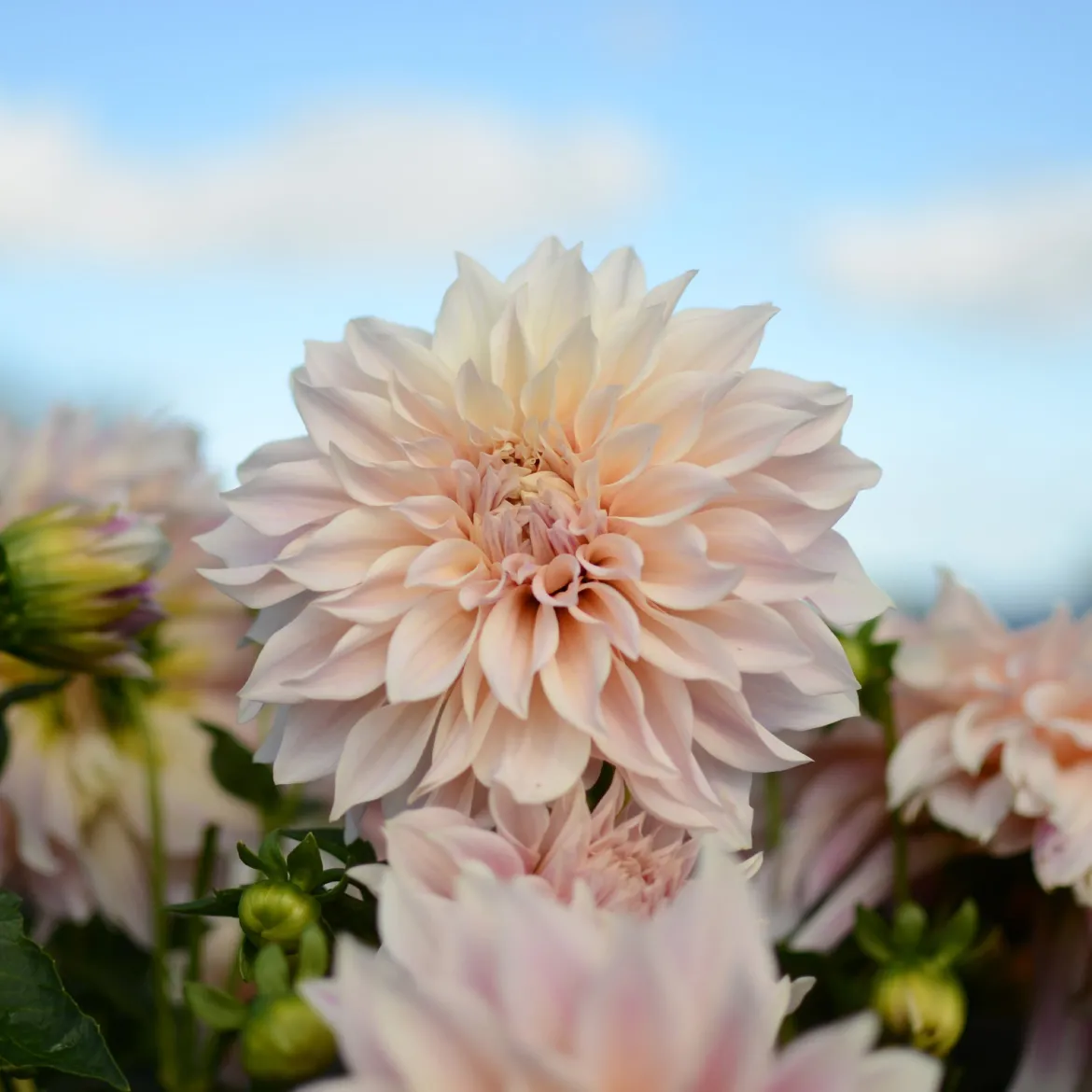 3 Dahlias Café au lait - Le dahlia couleur latte