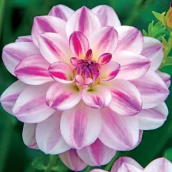 3 Dahlias caméléon Saint Martin - Des fleurs qui changent de couleur