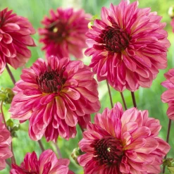3 Dahlias décoratifs Bacardi - Un été de fleurs roses