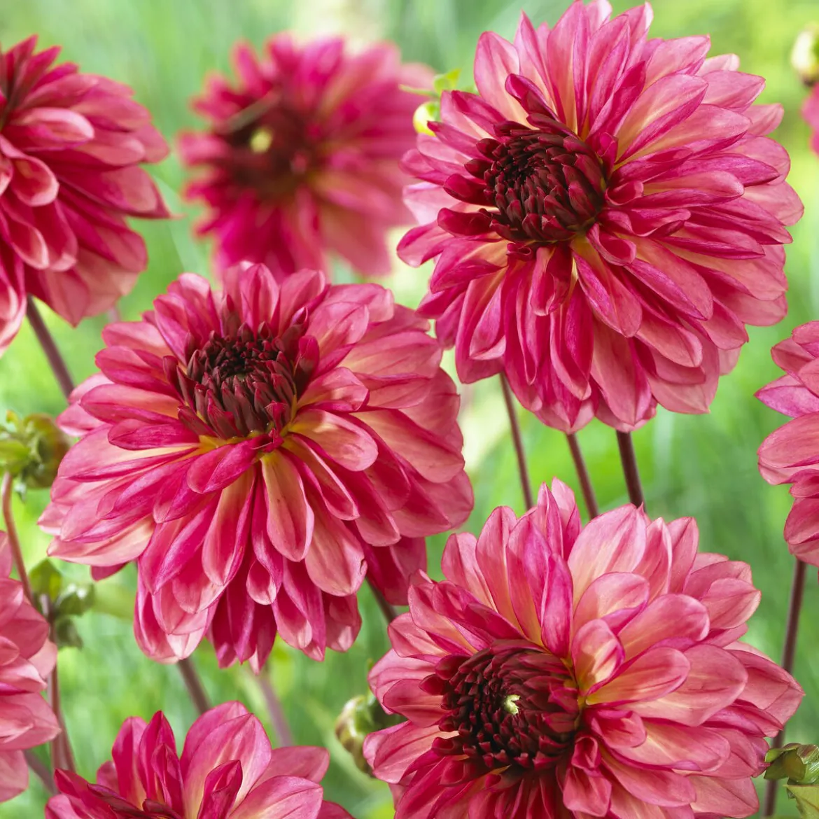 3 Dahlias décoratifs Bacardi - Un été de fleurs roses