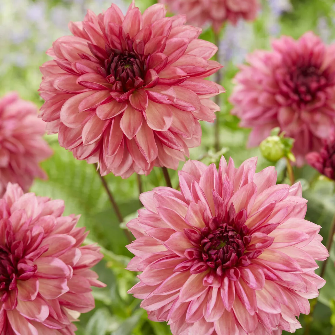 3 Dahlias décoratifs Bacardi - Un été de fleurs roses