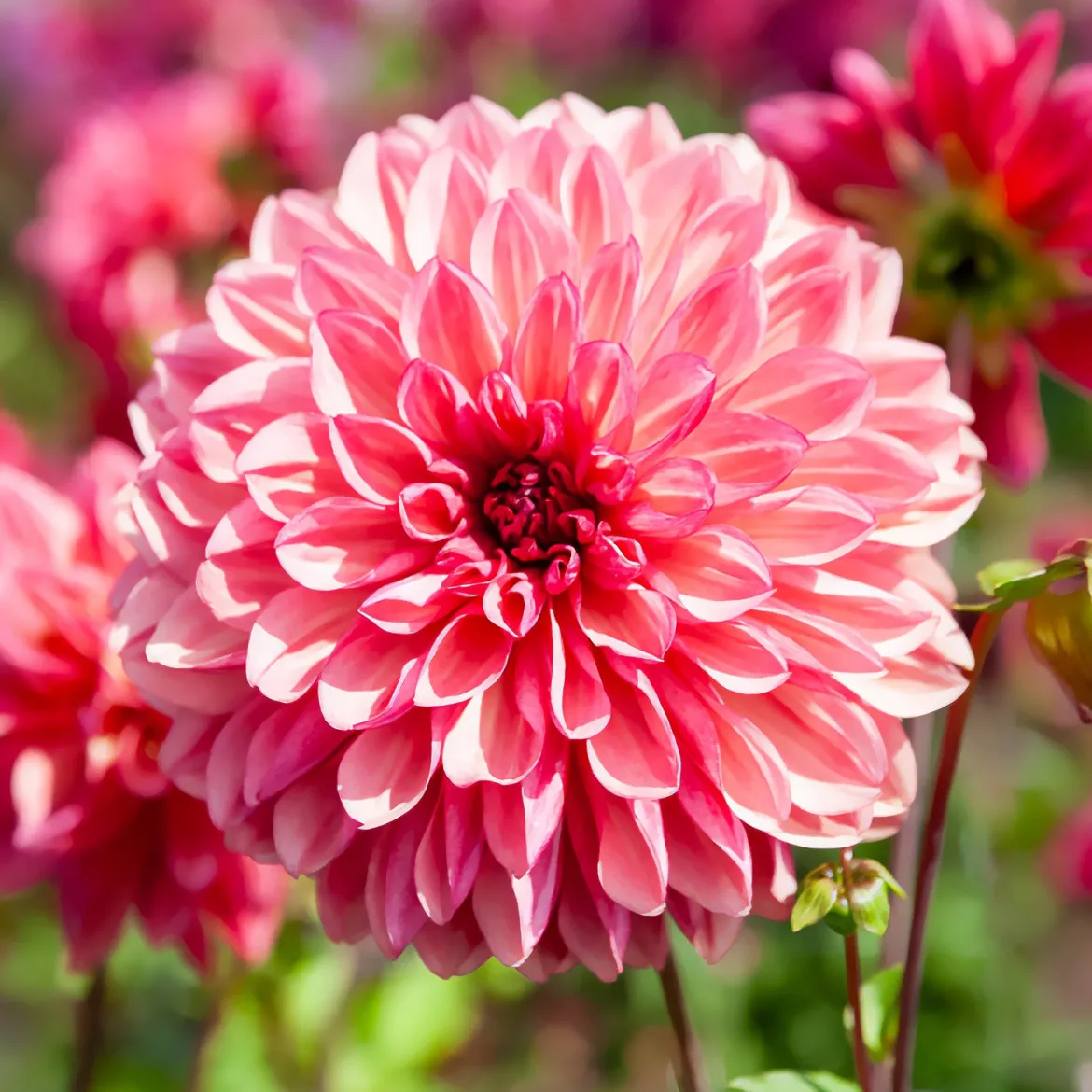 3 Dahlias décoratifs Bacardi - Un été de fleurs roses