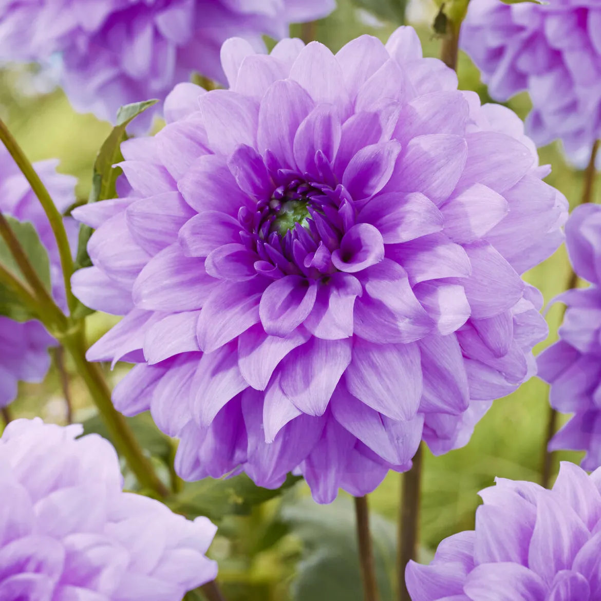 3 Dahlias décoratifs Blue Boy - Le bleu-violet qui claque