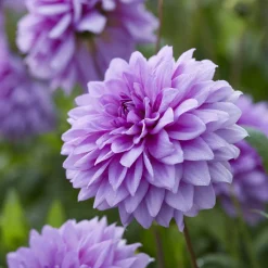 3 Dahlias décoratifs Blue Boy - Le bleu-violet qui claque