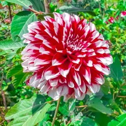 3 Dahlias décoratifs Fubuki rouge et blanc - Bouquets bicolores tout l'été