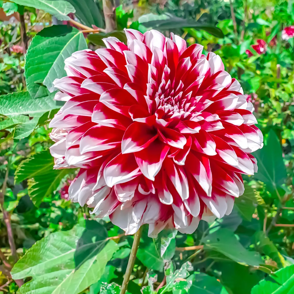 3 Dahlias décoratifs Fubuki rouge et blanc - Bouquets bicolores tout l'été