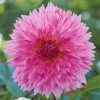 3 Dahlias décoratifs Sakura Fubuki roses - Un rose spectaculaire au jardin