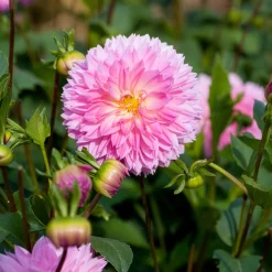 3 Dahlias décoratifs Sakura Fubuki roses - Un rose spectaculaire au jardin