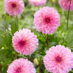 3 Dahlias décoratifs Sakura Fubuki roses - Un rose spectaculaire au jardin