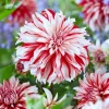 3 Dahlias décoratifs Santa Claus - Fleurs bicolores tout l'été