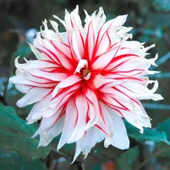 3 Dahlias décoratifs Santa Claus - Fleurs bicolores tout l'été