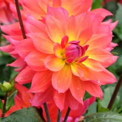 3 Dahlias décoratifs Tricolore - 3 couleurs sur une seule fleur