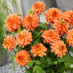 5 Dahlias en mélange - Un massif fleuri tout l'été