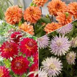 5 Dahlias en mélange - Un massif fleuri tout l'été