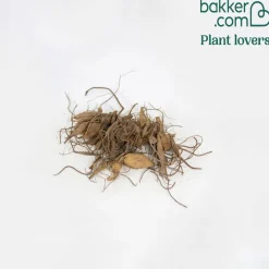 6 Dahlias à feuillage pourpre - Contraste pourpre et fleurs roses