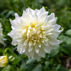 3 Dahlias géant Fleurel - Des fleurs XXL tout l'été