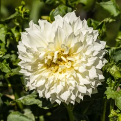 3 Dahlias géant Fleurel - Des fleurs XXL tout l'été