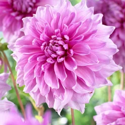 3 Dahlias géant Lavender Perfection - Des fleurs géantes tout l'été