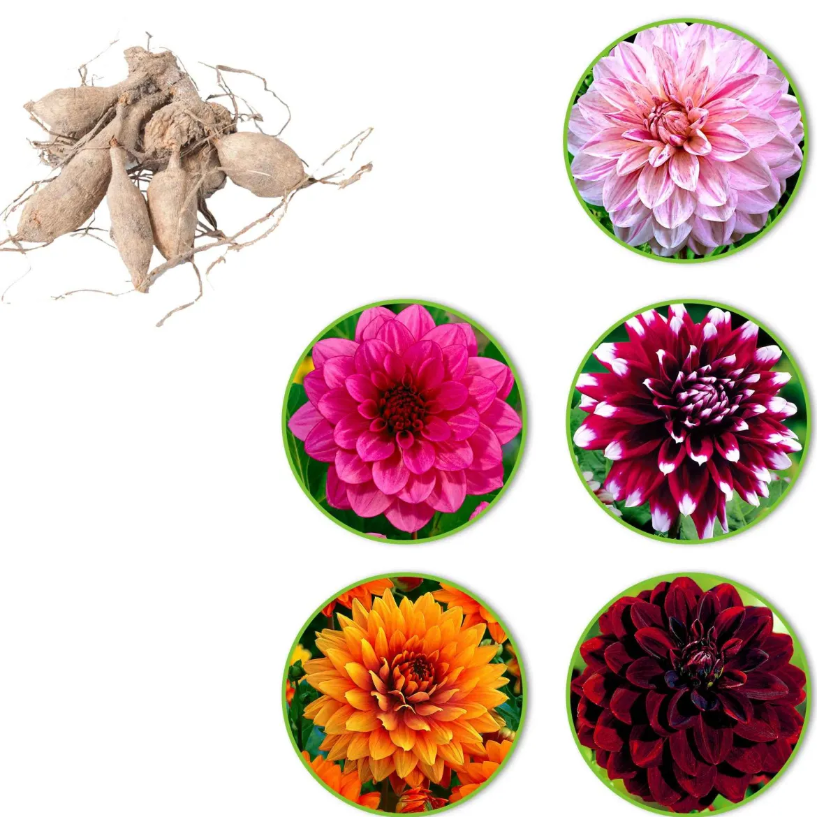 5 Dahlias à grandes fleurs en mélange - Des bouquets tout l'été