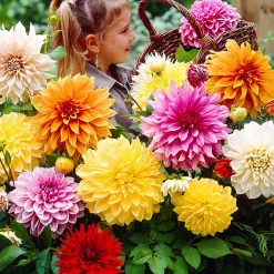 5 Dahlias à grandes fleurs Mammoth en mélange - Des fleurs XXL tout l'été