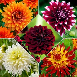 5 Dahlias à grandes fleurs The Kiss en mélange - Des bouquets tout l'été